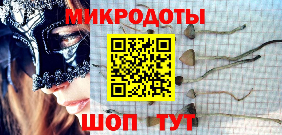 Галлюциногенные грибы Cubensis Балтийск